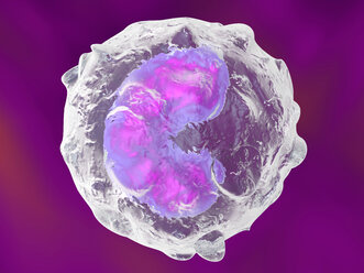 Monozyt, Immunsystem, Abwehrzelle, 3D gerenderte Illustration - SPCF000124