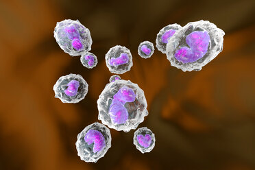 Monocytes, immune system, defense cells, 3D rendered illustration - SPCF000125