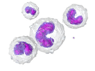 Monocytes, 3D rendered illustration - SPCF000127