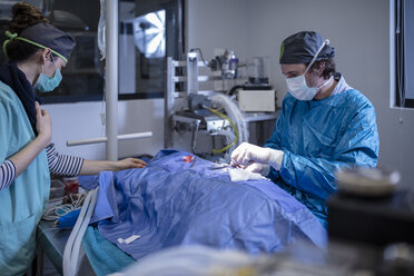 Veterinarian and assistant in a surgery - ZEF009809