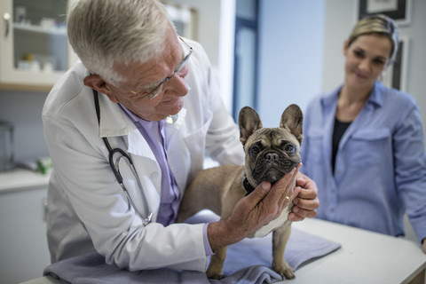 Tierarzt bei der Untersuchung einer französischen Bulldogge, lizenzfreies Stockfoto