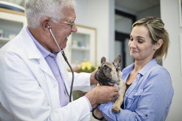 Tierarzt untersucht französische Bulldogge, die von Frau gehalten wird - ZEF009813