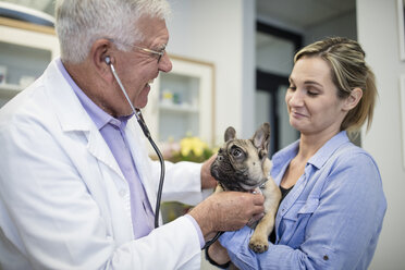 Veterinarian examining French bulldog being held by woman - ZEF009813