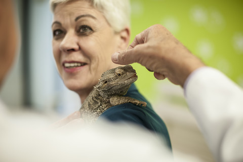 Bearded dragon on shoulder of a woman at the veterinarian stock photo