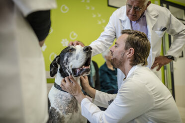 Tierarzt untersucht Deutsche Dogge - ZEF009819