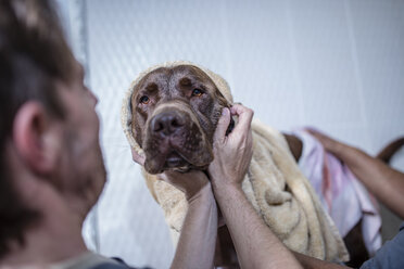 Brauner Hund wird gewaschen - ZEF009821