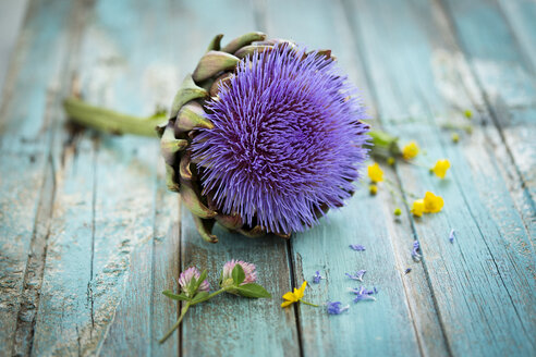 Artischocke, Cynara scolymus, Blüten auf blauem Holz - MAEF011970