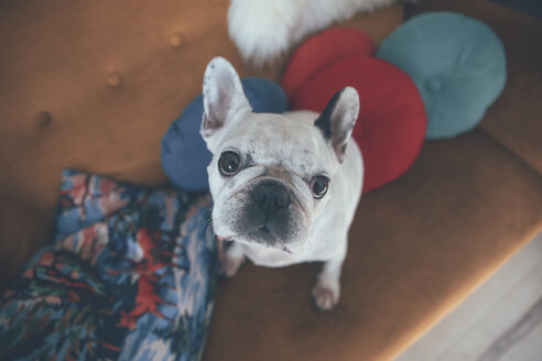Porträt einer französischen Bulldogge, die auf einer Couch sitzt und nach oben schaut - RTBF000277