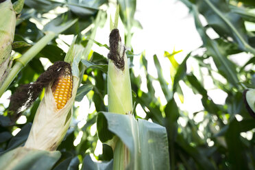 Cornfield - MAEF011990