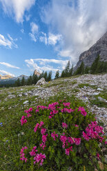 Italien, Venetien, Dolomiten, Blumenblüte und Gipfel Becco di Mezzodi - LOMF000374