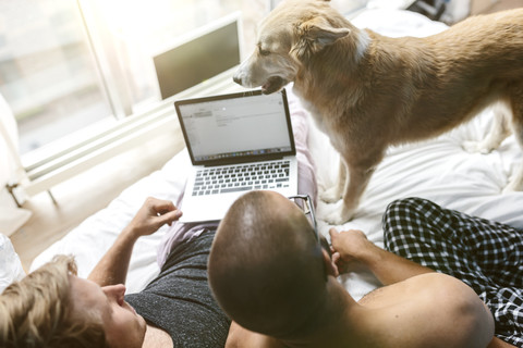 Gay couple with dog lying in bed, using laptop stock photo