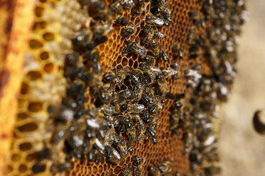 Bienen auf Waben sitzend - ABZF001128