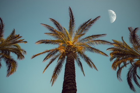 Drei Palmen am Abend mit Mond im Hintergrund, lizenzfreies Stockfoto