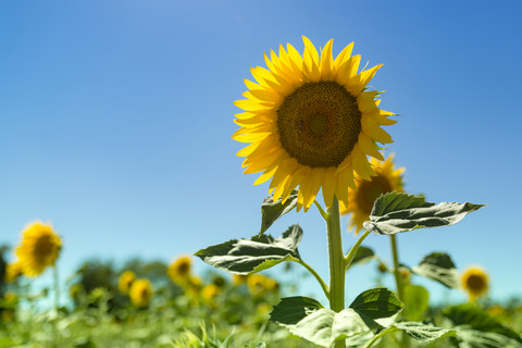 Sonnenblumenfeld, lizenzfreies Stockfoto