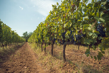 Weinberge - OPF000137