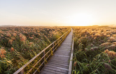 Germany, Bad Buchau, Lake Feder, wooden boardwalk in the morning - WDF003734