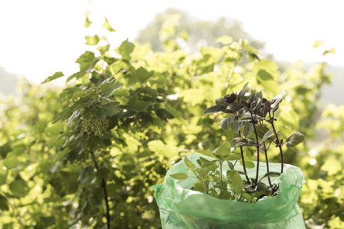 Basilikum plants ready to plant - KJF000314