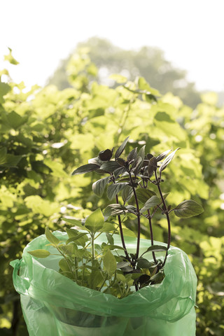 Basilikum plants ready to plant stock photo