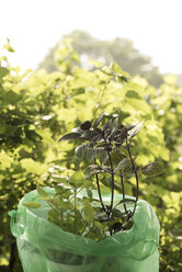 Basilikum plants ready to plant - KJF000315