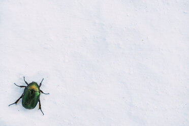 Glänzend grüner Käfer auf einer weißen Wand - GEMF000997