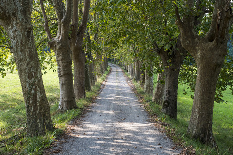 Italien, mit Bäumen gesäumte Straße, lizenzfreies Stockfoto