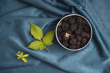 Bowl of blackberries - MYF001758