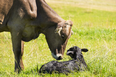 Deutschland, Bayern, Allgäu, Kuh mit neugeborenem Kalb - SIEF007115