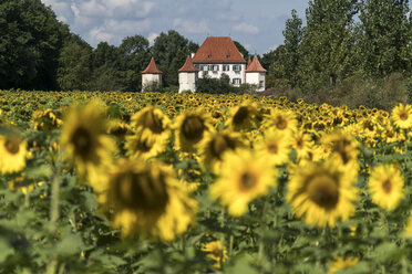 Deutschland, München, Obermenzing, Blick auf Schloss Blutenburg mit Sonnenblumenfeld im Vordergrund - PC000271