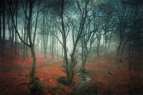 Deutschland, Wuppertal, Wald am Ende des Winters - DWIF000782