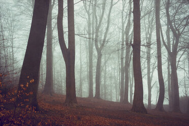 Deutschland, Wuppertal, Wald am Ende des Winters - DWIF000788