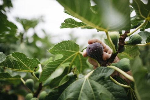 Mann pflückt mit der Hand Feigen vom Baum - JRFF000858