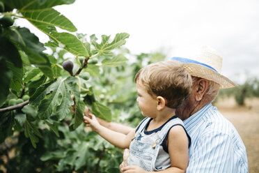 Senior man picking figs with his great-grandson - JRFF000859