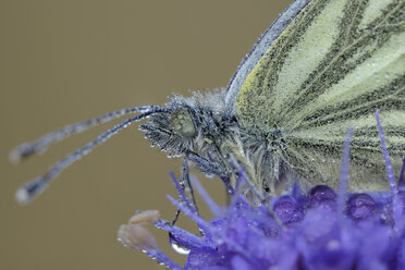 Nass Grün-geädert Weiß auf Blüte - MJOF001269