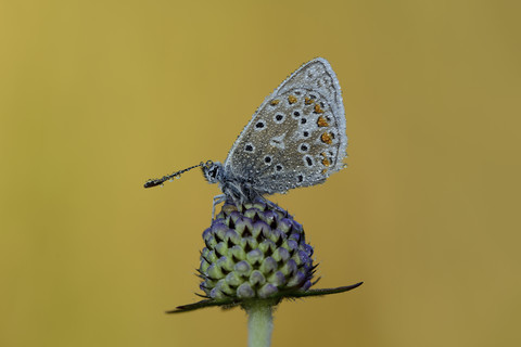 Nasses Common Blue auf Blütenknospe, lizenzfreies Stockfoto