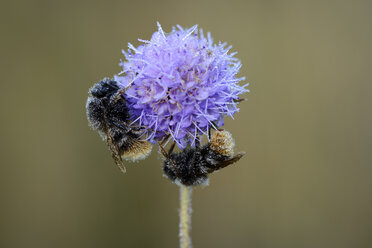 Zwei nasse Hummeln auf einer Blüte - MJOF001274