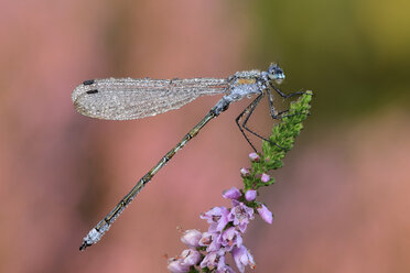 Smaragdlibelle auf Blüte - MJOF001276