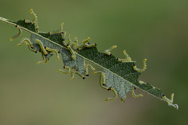 Sawfly larvas - MJOF001279