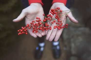 Wilde Beeren in den Händen - RTBF000319