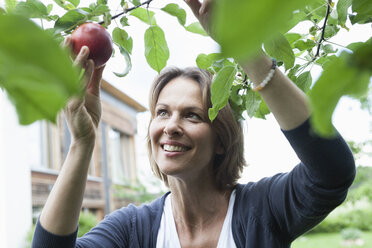 Lächelnde Frau pflückt Apfel vom Baum - RBF005183