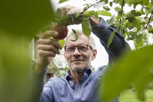 Lächelnder Mann pflückt Apfel vom Baum - RBF005185