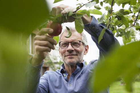 Smiling man picking apple from tree - RBF005185