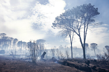 Südafrika, Stellenbosch, verwüstetes Land nach einem Buschfeuer - MFF003121