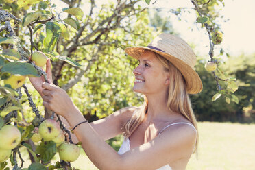 Young woman with straw hat picking apples from tree - MFF003354