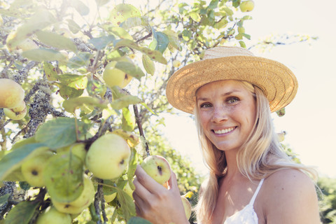 Junge Frau mit Strohhut pflückt Äpfel vom Baum, lizenzfreies Stockfoto