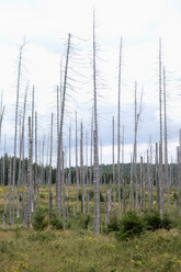 Deutschland, Harz, Brocken, tote Bäume - NDF000589