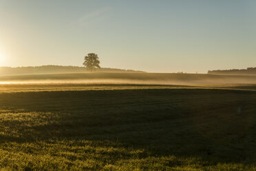 Landschaft mit einzelnem Baum im frühmorgendlichen Dunst - TCF005086