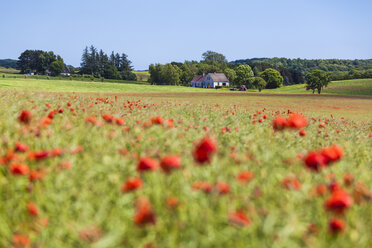 Dänemark, Moen, Mohnfeld - WDF003744