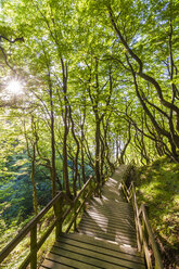 Dänemark, Insel Mon, Mons Klint, Holzweg im Wald - WDF003746