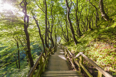 Denmark, Mon Island, Mons Klint, Wooden path in forest - WDF003747