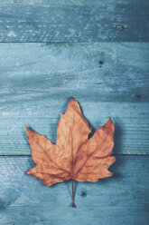 Herbstblatt auf blauem Holz - RTBF000336